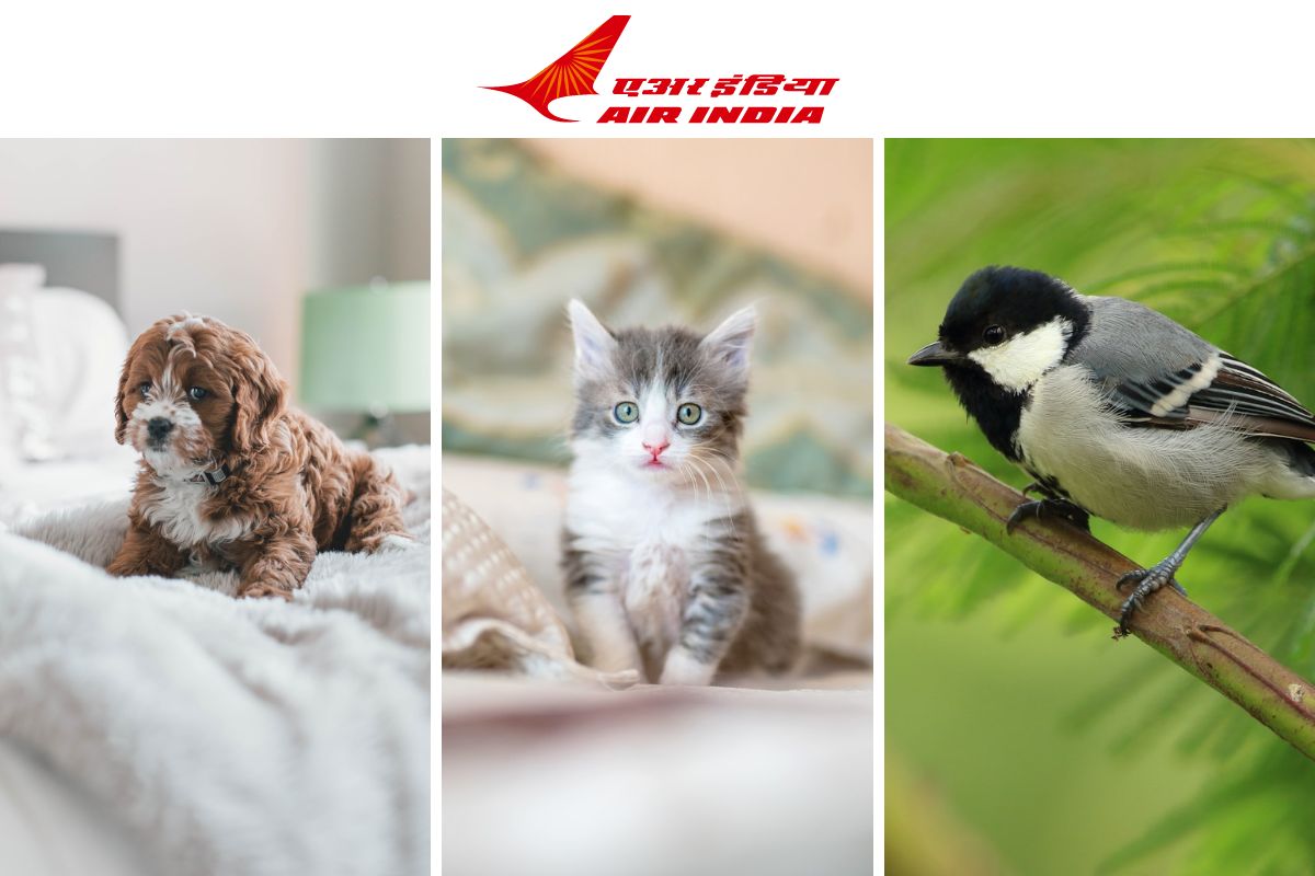 Air India: Carriage of Pets on Board Explained